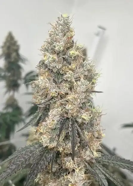Chem Coma