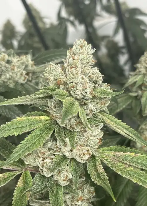 Crow Hill Kush