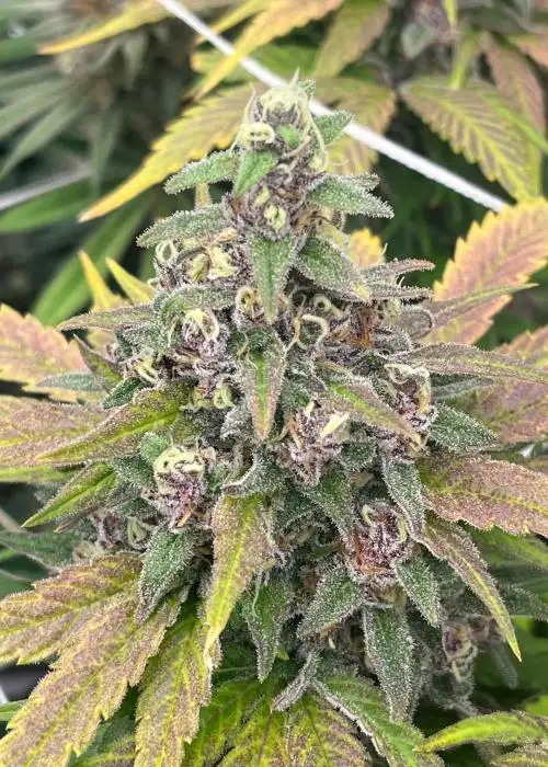 Maui S1