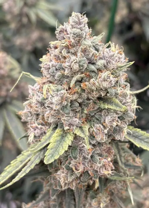 Maui Mana