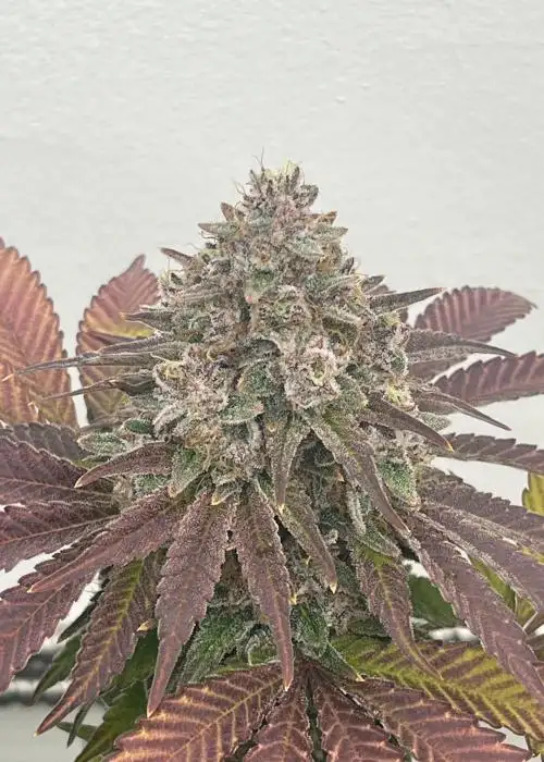 Sunrise Papaya