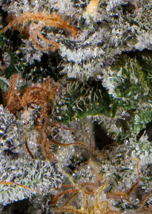 Geloctane