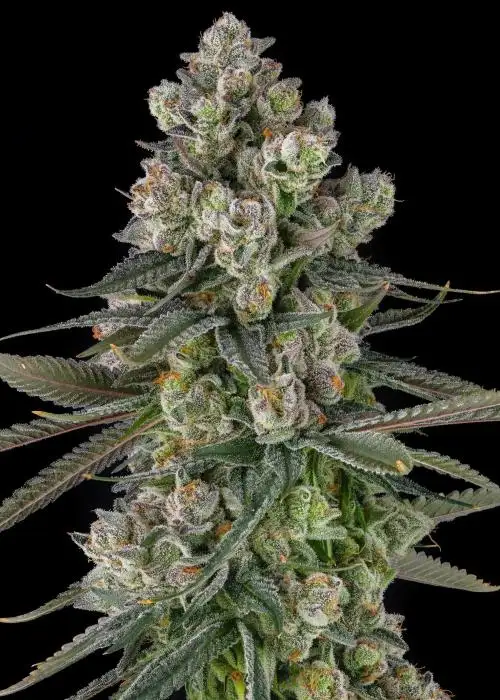 Glue Lotus