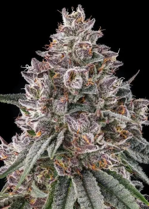 Lemon Chain