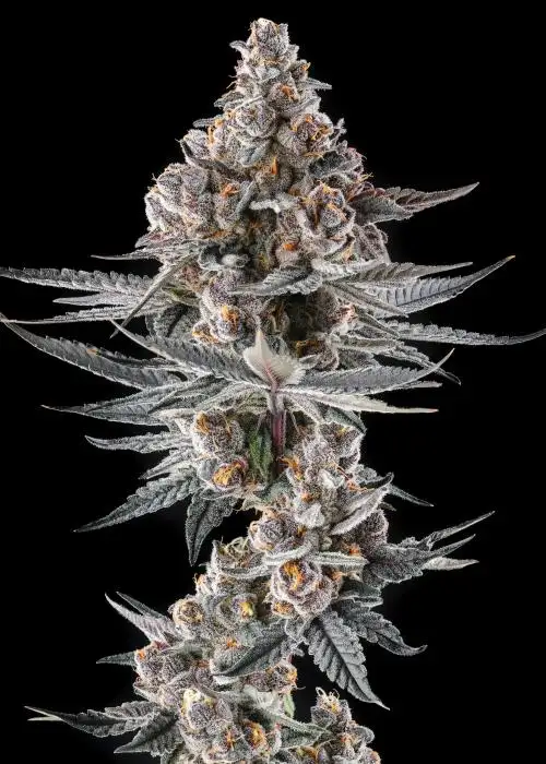 Eye of JAH