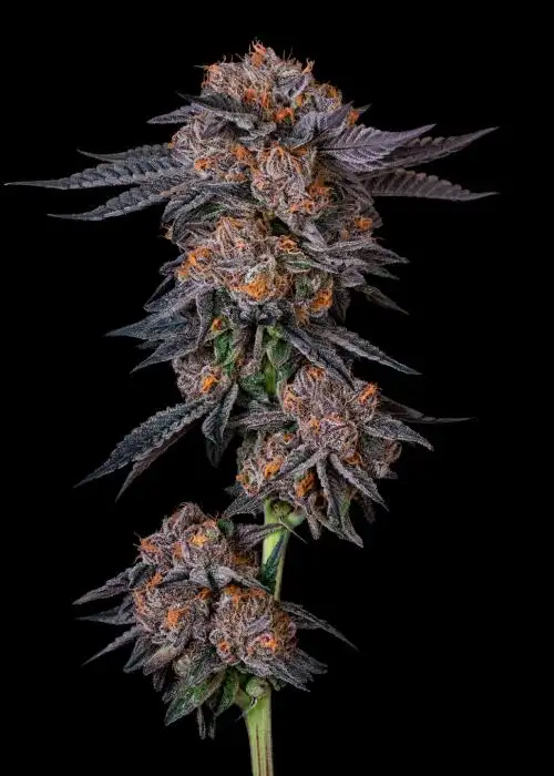 Galactic Grapevine