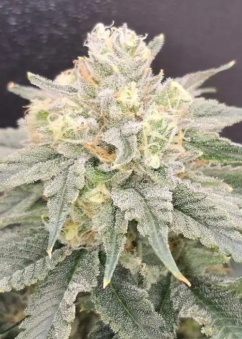 Bananzi