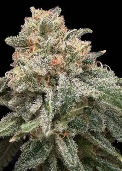 Grape Goblin