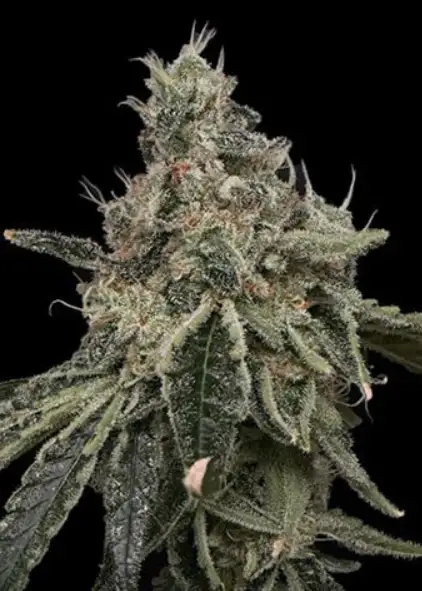 Superberry