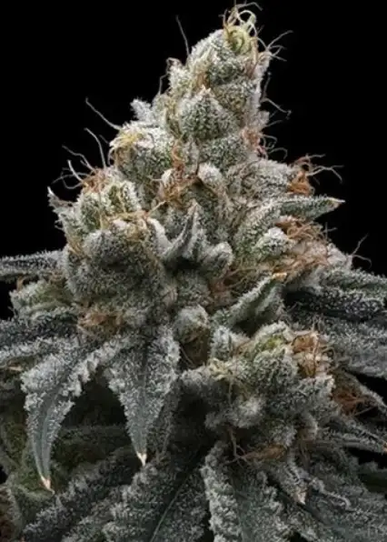 Briar Berriez