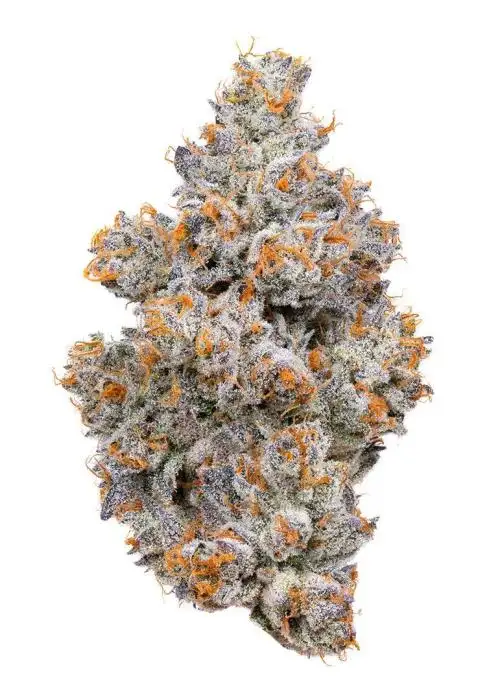 Nightshade