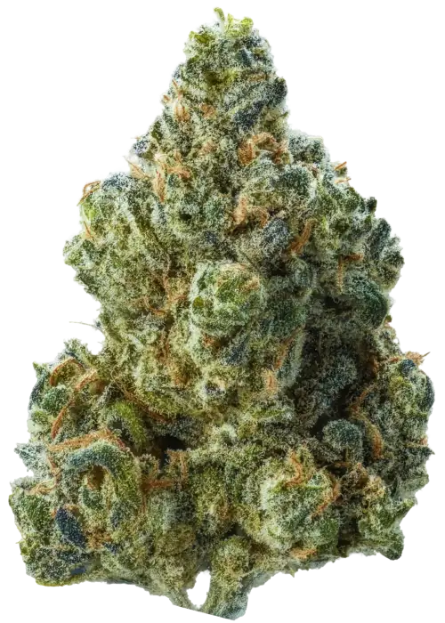 Blue Champagne
