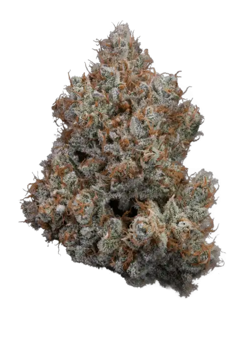 Citrus Pulp