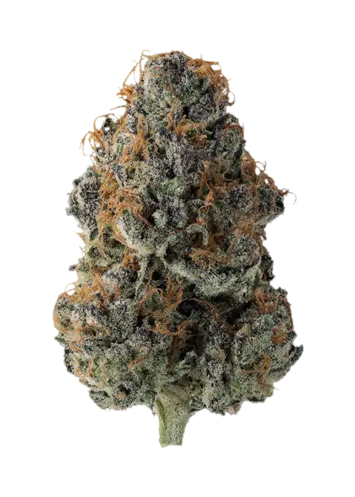 Purp 43