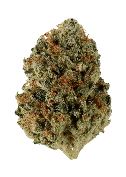 Orangutan
