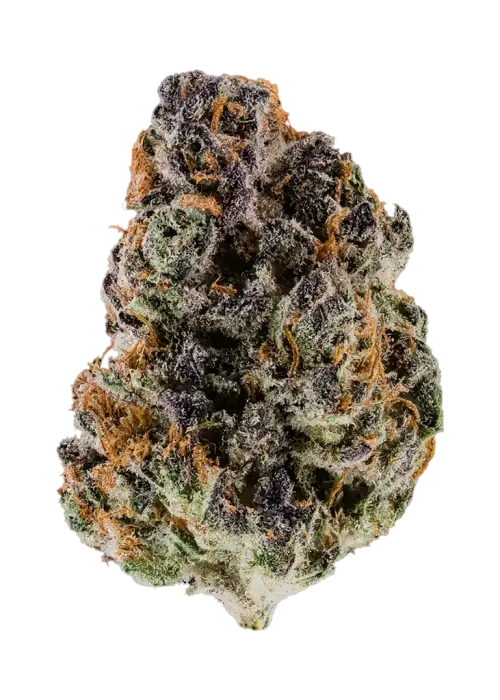 Verzace X Znackz