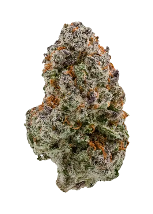 Blue Meduza