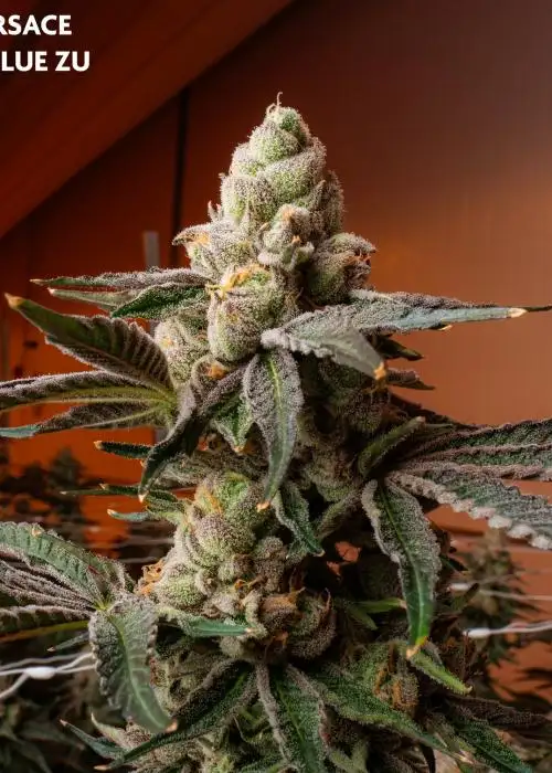 Blue Meduza (Verzace X Blu Zushi)