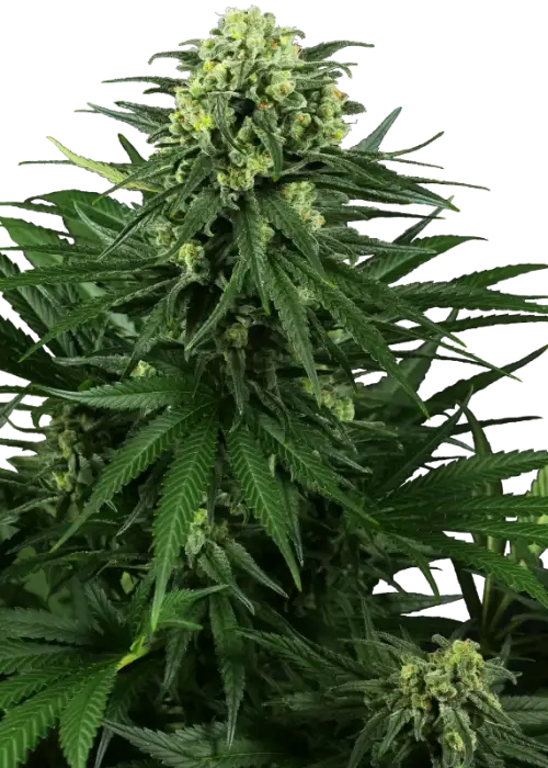 Honey Melon Kush