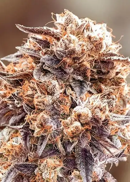 Purple Punch Fast