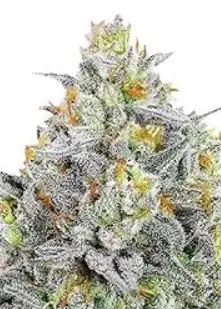 Bubblegum Sherbet
