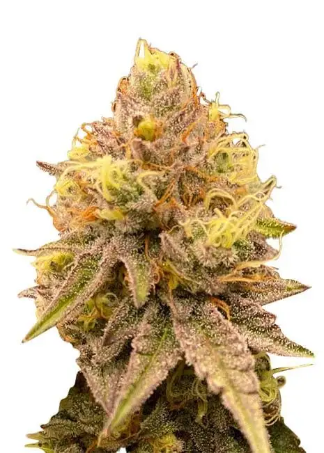 Pineapple Express