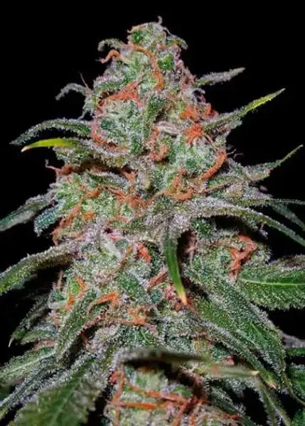 Lemon Skunk