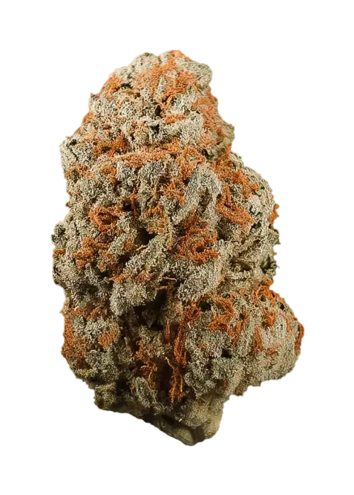 Orange Dot