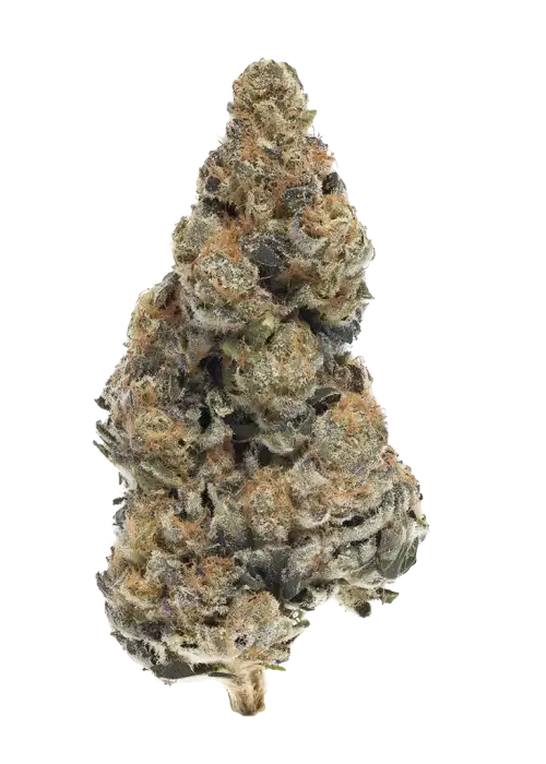 Decibel OG