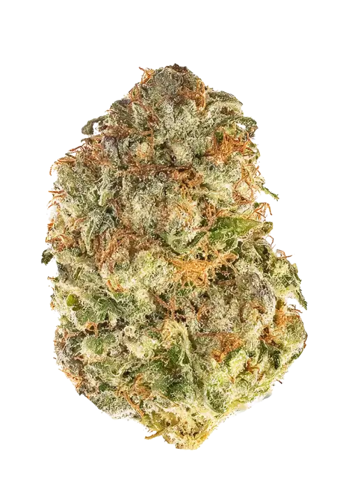 King Kush