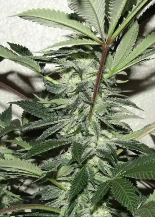 Blue Alien