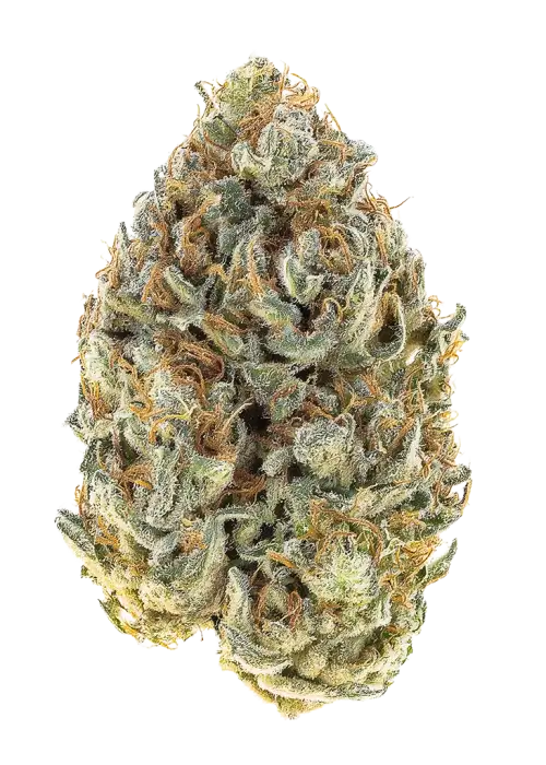 Tropical Sherbet