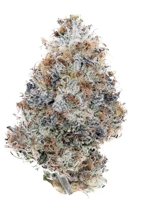 Cookie Dough
