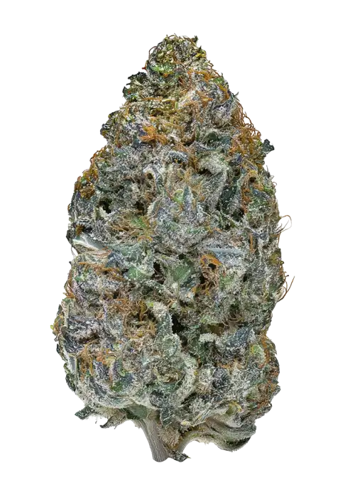 Juniper