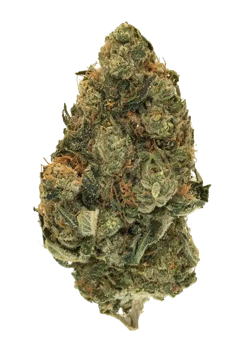 Soft Baked