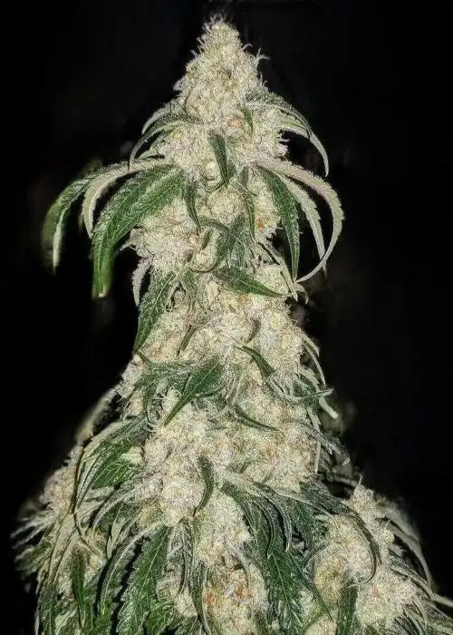 Big Fat n' Fruity R1