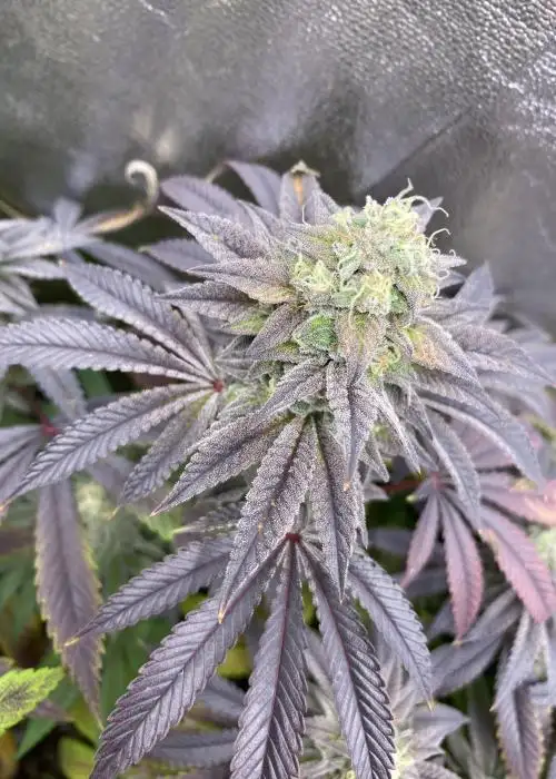 Pink Lemonade