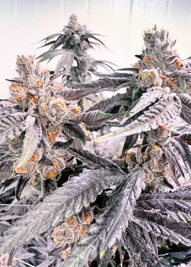 Fruit Loops