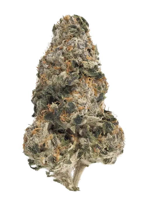 Black Sundae