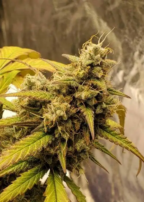 Lemon Kush
