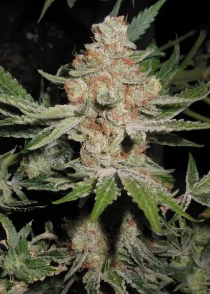 Alien Dawg Regular