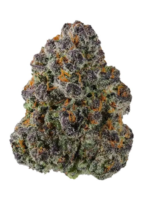 Zangster