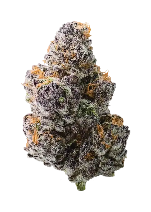 Blue Berrymore