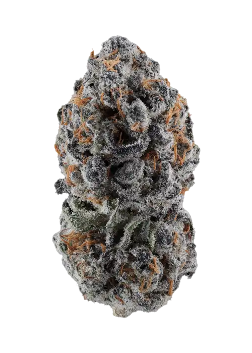 Sherbacio Warhead