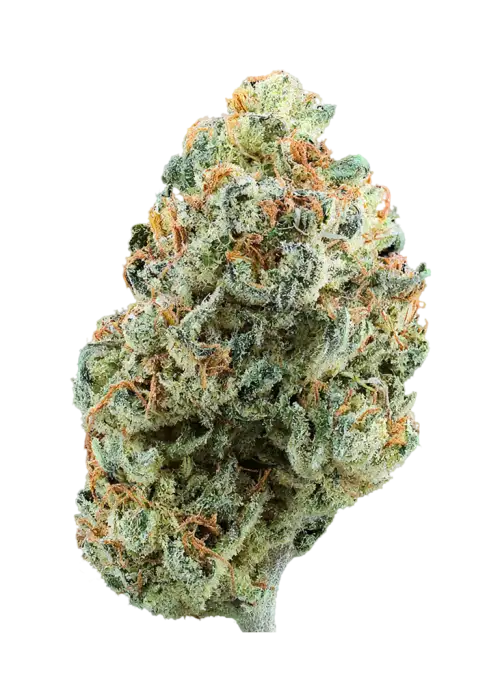 Toucan’s Kush