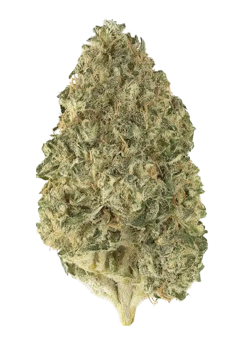 Irene Kush Bx2