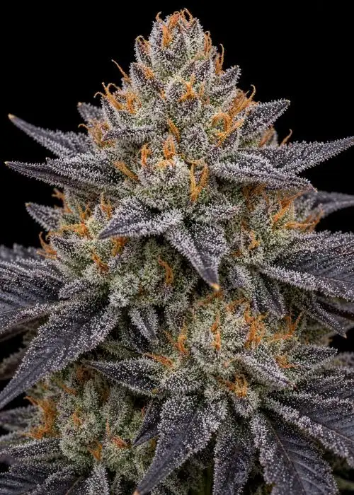 Legend Orange Apricot