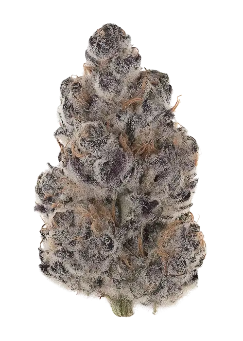 Silver Chromer