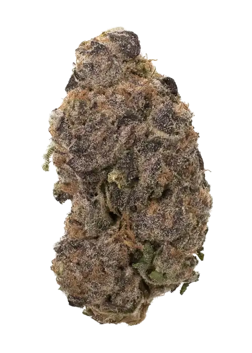 Paradise Pine