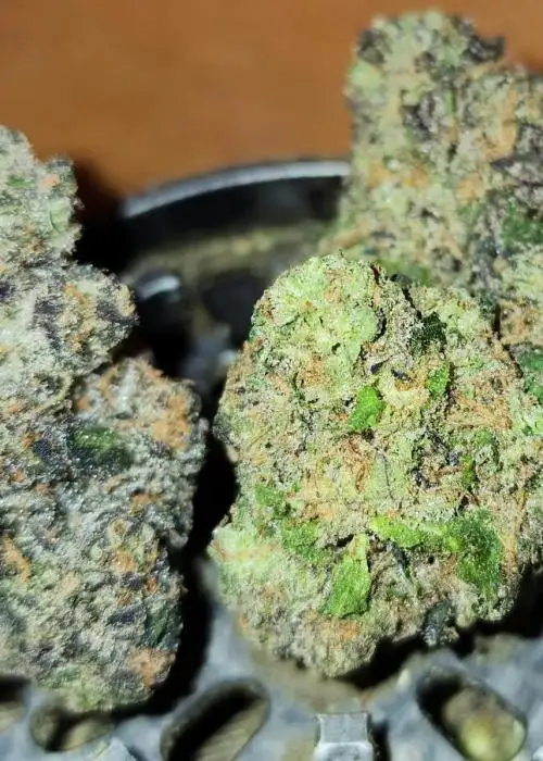 Purple Dinosaur